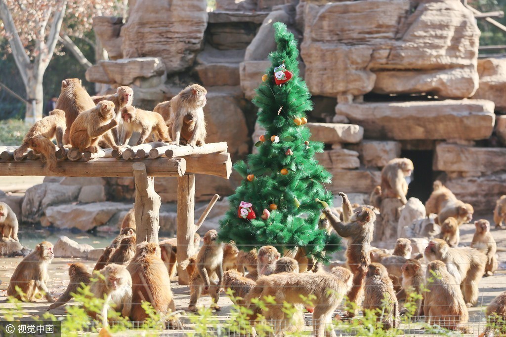 【转载】郑州动物园布置"圣诞果树" 猴子也过圣诞节-浦江人的贴吧