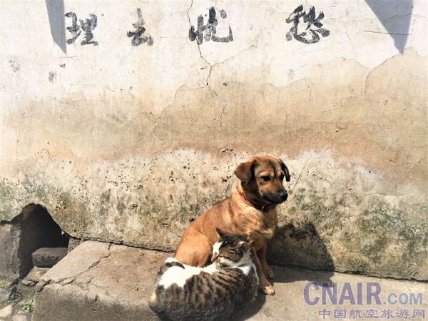 慵懒的猫狗