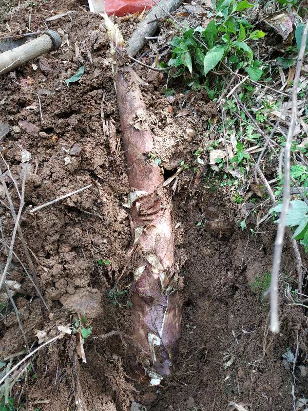 微信图片_20200425214506.jpg 微信图片_20200425214506.jpg